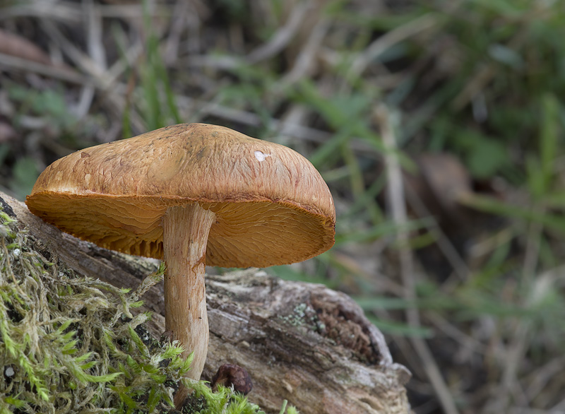 Gymnopilus suberis